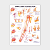 Wall chart - Shoulder and Elbow