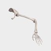 Arm Skeleton